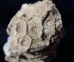 Acroycathus foliformis ORBIGNY 1849 - Bild © FossNet FossilienStore